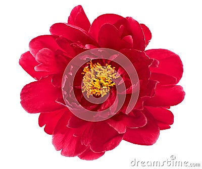 Single flower head of red peony isolated on white Stock Photo