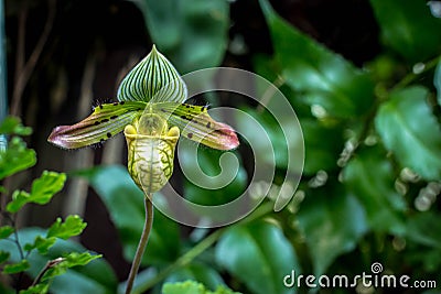 Single flower of orchid Paphiopedilum venustum Stock Photo