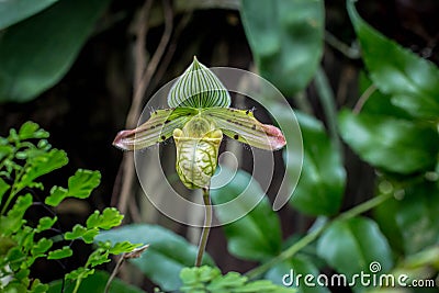 Single flower of orchid Paphiopedilum venustum Stock Photo