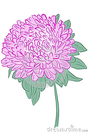 Single flower of pink asta. Vector,bright large flower. Freehand drawing. Vector Illustration