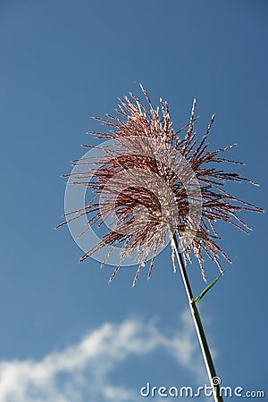 Single flower of sugar canes Stock Photo