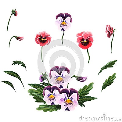 Single flowers, leaves and a bouquet of pansies isolated on a white background. Cartoon Illustration