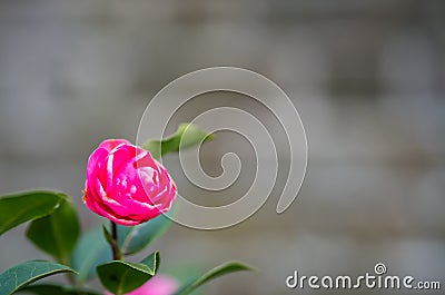 Single fragile pink Rose Stock Photo