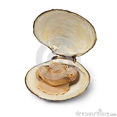 Single fresh cooked spisula solida or surf clam Stock Photo