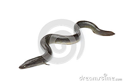 Single fresh European eel Stock Photo