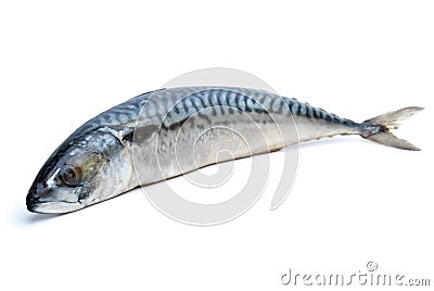 Single fresh mackerel fish Stock Photo