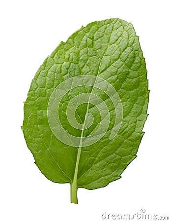 Single Fresh Mint Leaf Stock Photo