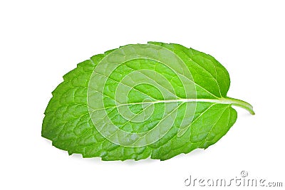 Single fresh mint leaf isolated on white Stock Photo