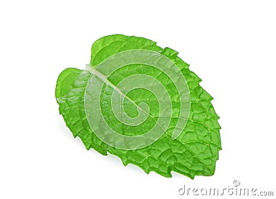 Single fresh mint leaf isolated on white Stock Photo