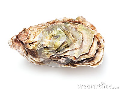 Single oyster isolated Stock Photo