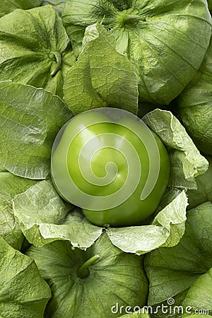 Single fresh peeled green tomatillo in a husk close up Stock Photo