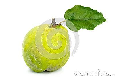 Single fresh quince with leaf Stock Photo