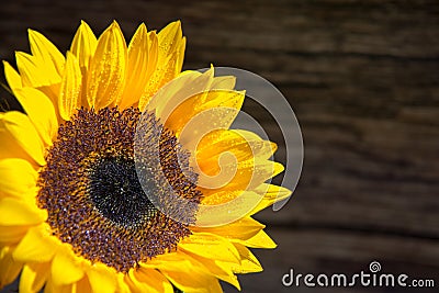 Single fresh sunflower on wooden board whit copy space Stock Photo