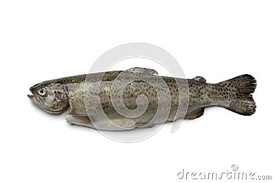 Single fresh trout Stock Photo