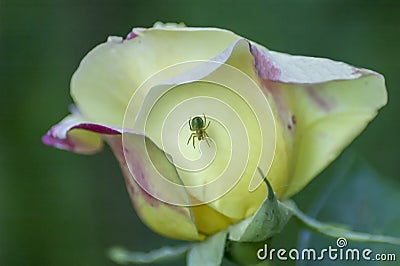 Single fresh yellow rose bloom flower with spider in the garden Stock Photo