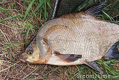 Single freshwater fish common bream on black fishing net. Stock Photo