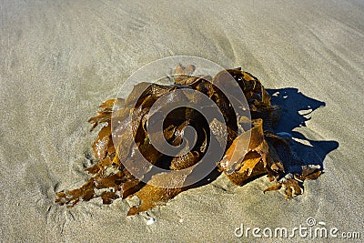 Brown Kelp Frond On Sand Stock Photo