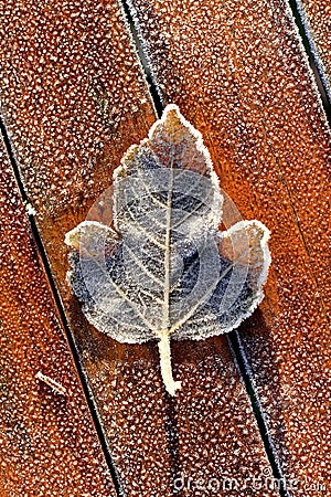 Single Frosty Leaf on Red Wooden Table Stock Photo