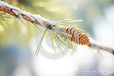 single frosty pine needle branch trailside Stock Photo