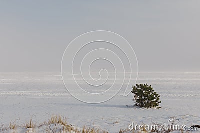 Single frozen tree in snow fild Stock Photo
