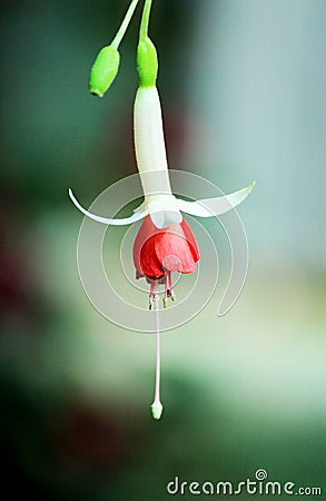 Single Fuchsia Flower Stock Photo