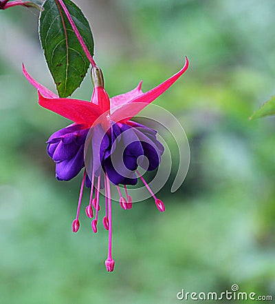 Single Fuchsia Flower Stock Photo