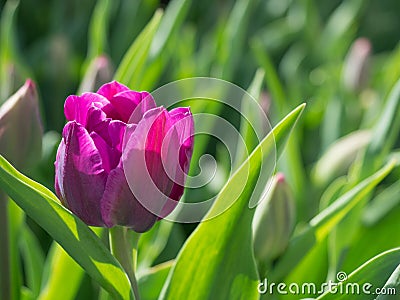 Single fuchsia tulip bloomed in the garden lit by sunlight Stock Photo