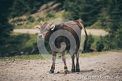 Single funny calf Stock Photo