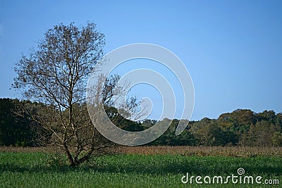 Single furred tree on a reed meadow Stock Photo