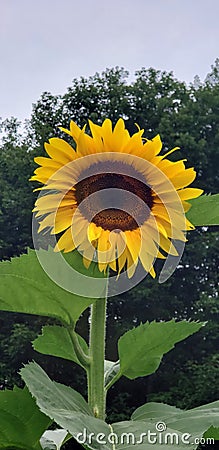 Single giant Sunflower Stock Photo