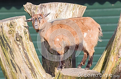 Single goat in a farm Stock Photo