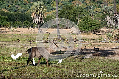 Single goat on a field with white birds Stock Photo