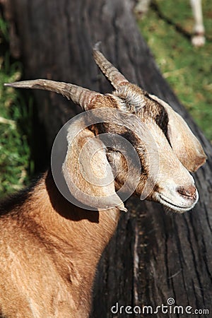 Single goat Stock Photo