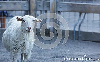 Single goat in pen Stock Photo