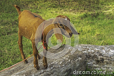 Single goat is standing Stock Photo