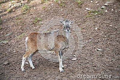 Single goat standing and looking at camera, wildlife park Brudergrund, Erbach, Germany Stock Photo