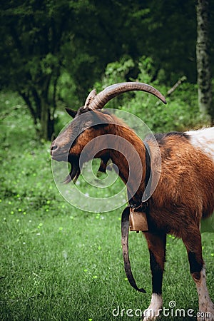 Single goat standing in a lush green field, surrounded by tall trees Stock Photo