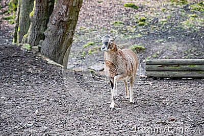 Single goat standing on top of a hill and looking at the valley, lifting a front leg, wildlife park Brudergrund, Erbach, Germany Stock Photo