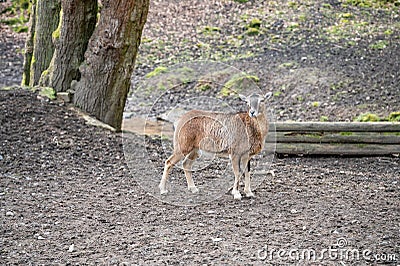 Single goat standing on top of a hill and looking on the view, wildlife park Brudergrund, Erbach, Germany Stock Photo