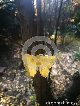 Single golden ginkgo leaf standing on the branch Stock Photo