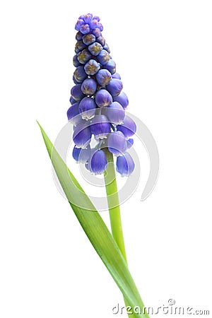 Single Grape Hyacinth Stock Photo