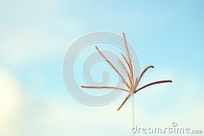 Single grass flower on background of blue sky. Nature simplicity concept Stock Photo