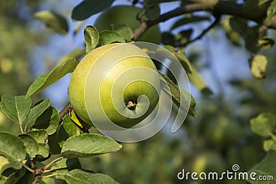 A single green apple on tree Stock Photo