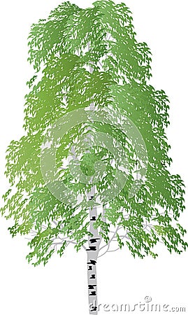 Single green birch isolated on white Vector Illustration