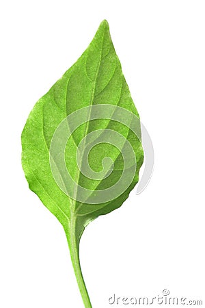 Single green leaf Stock Photo