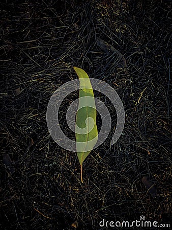 A single green leaf on the burnt black grass as a concept. And a landscape Photo Stock Photo