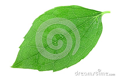 Single green leaf of jasmine Stock Photo