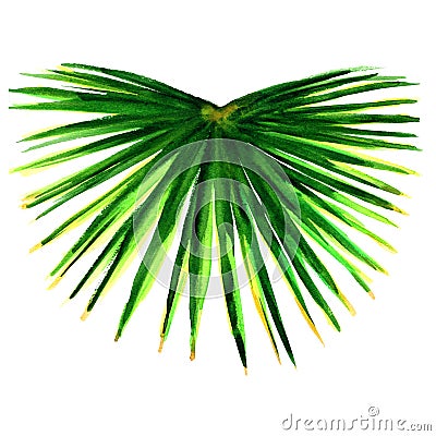 Single green palm leaf isolated Stock Photo