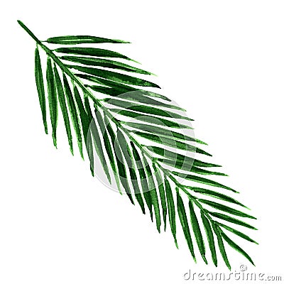 Single green palm leaf isolated Stock Photo