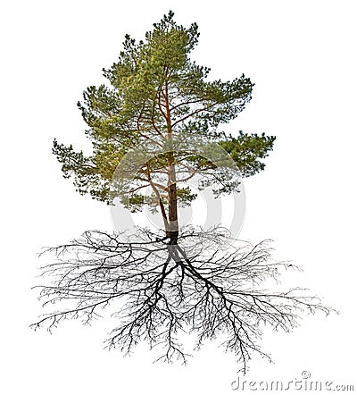 Single green pine with black root Stock Photo